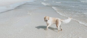 Bay View House on the Forgotten Coast!