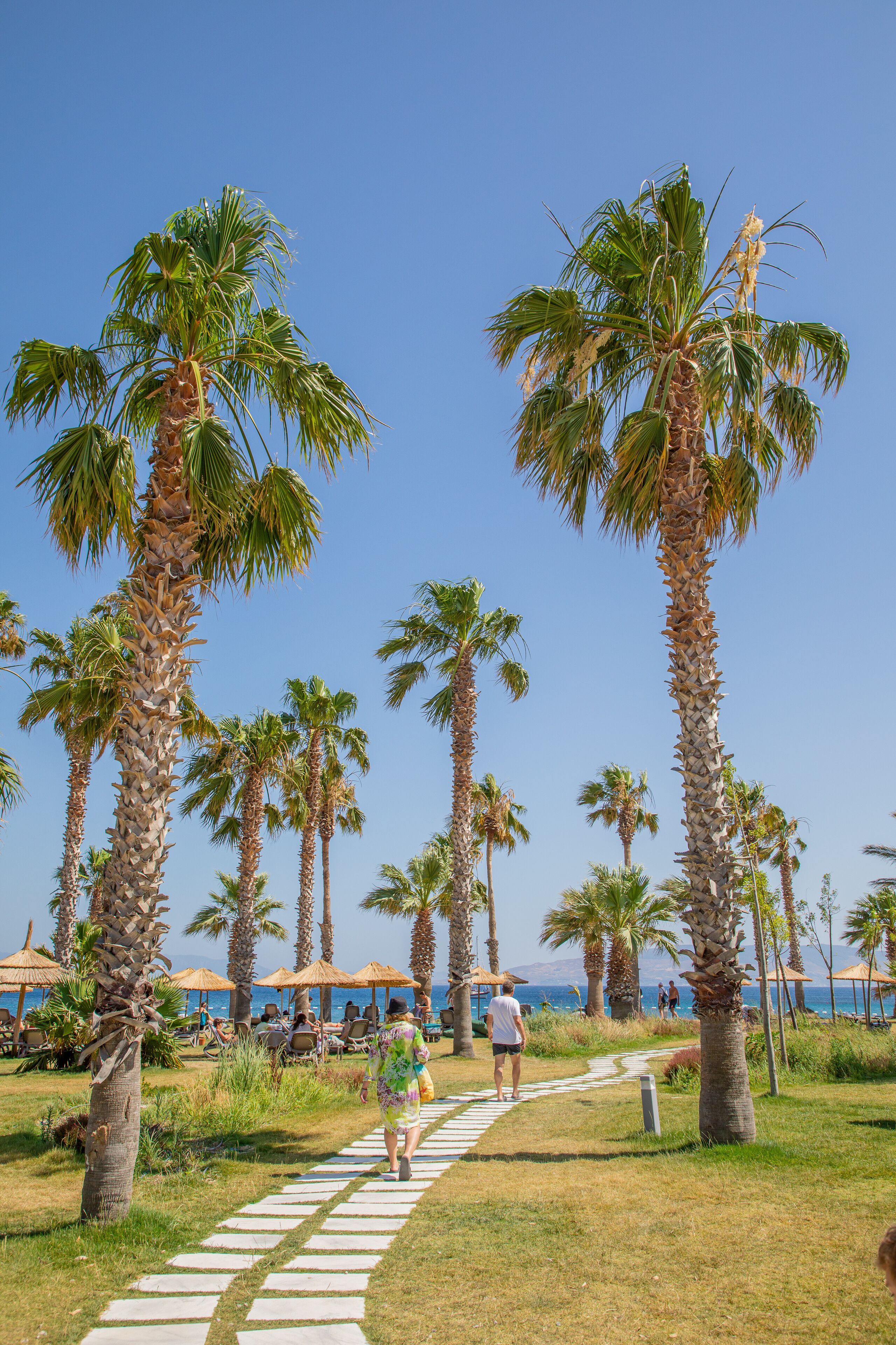 A pathway lined with palm trees leading to beach umbrellas and lounge chairs.