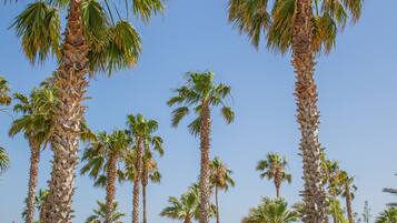 A pathway lined with palm trees leading to beach umbrellas and lounge chairs.