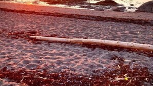 A beach at sunset with a clear sky, rocky shoreline, and a wooden log on the sand. - LA BELLE BLANCHE MAISON VUE DU FLEUVE, PRÈS DE MÉTIS SUR MER (Saint-Ulric)