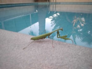 Utomhuspool och uppvärmd pool