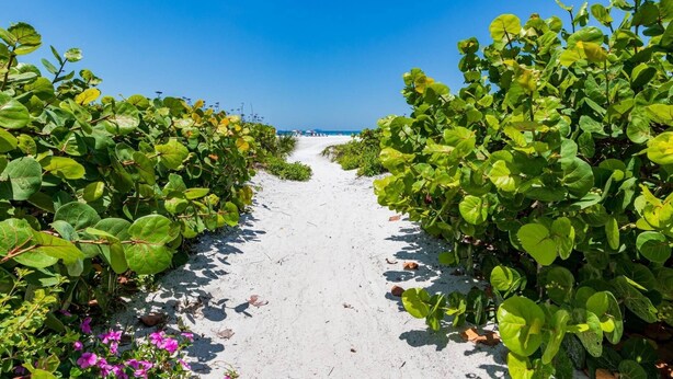 A pathway flanked by lush greenery leading to a beach. - Siesta Bayside Condo 3 Bedroom (Siesta Key)