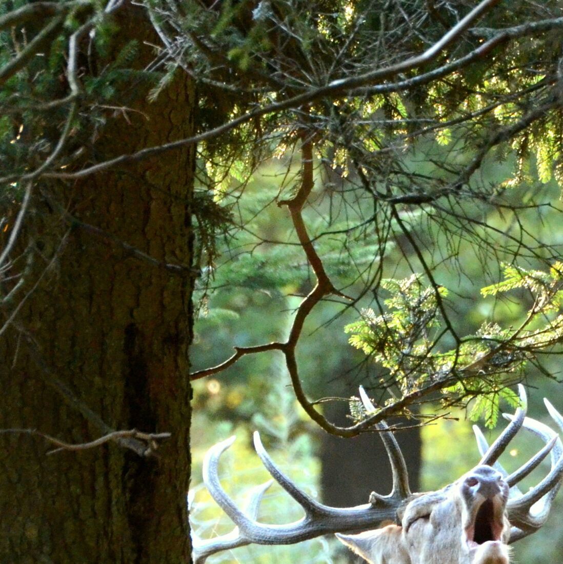 Un cerf avec de grandes ramures dans une zone boisée.