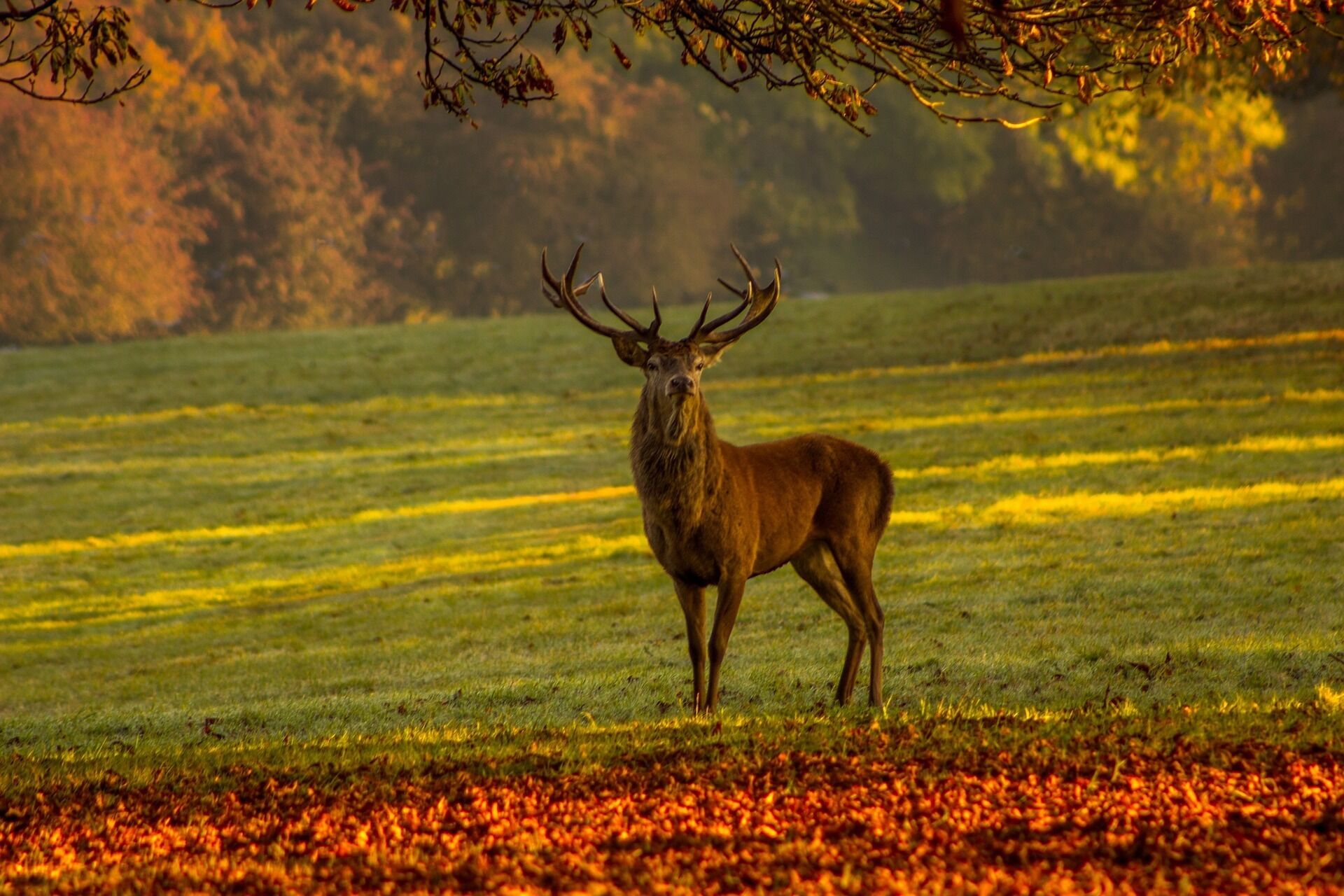 A stag in a grassy field with trees in the background.