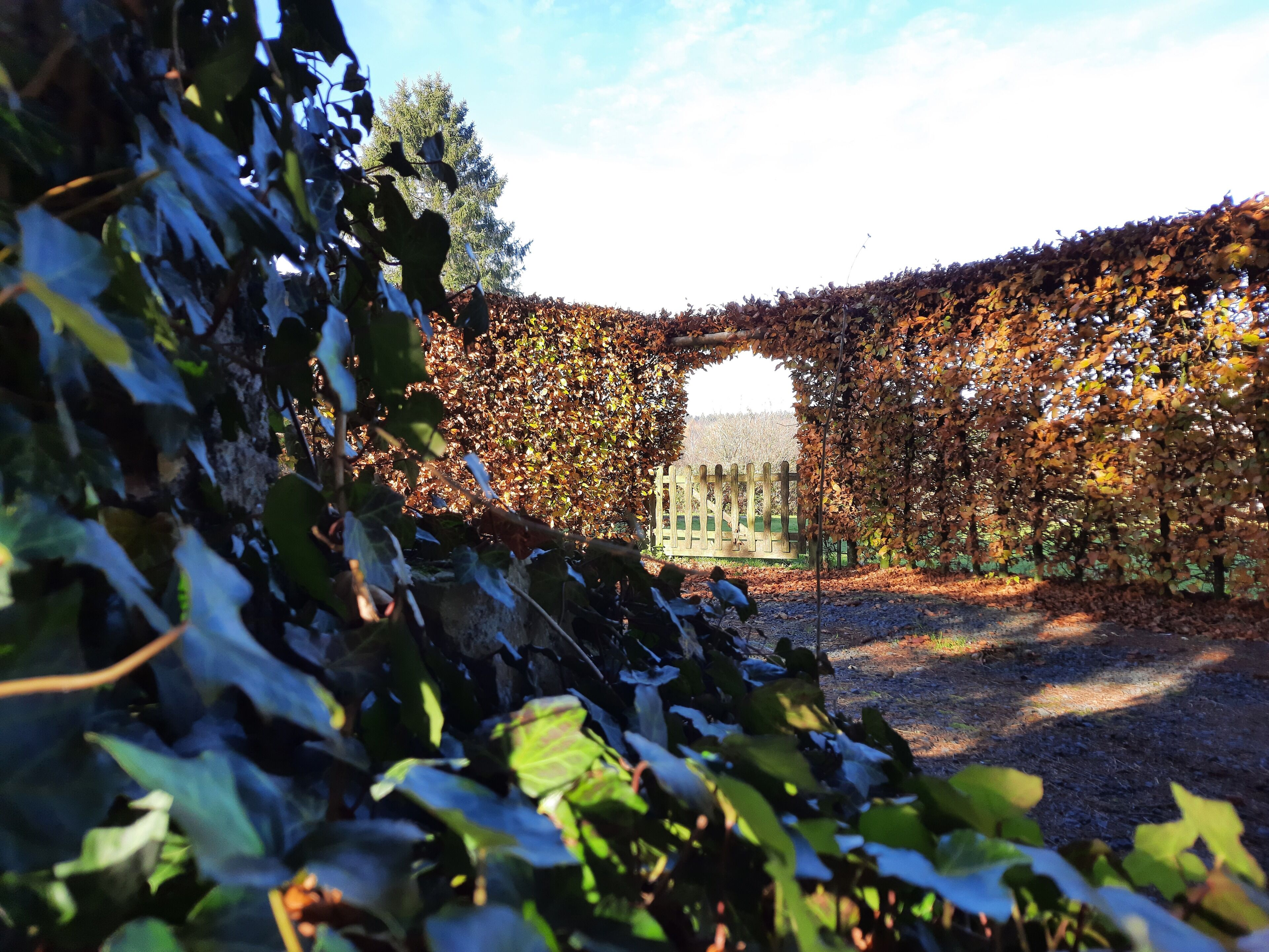 Een tuin met een houten bogenpoort, omringd door herfstbladeren.