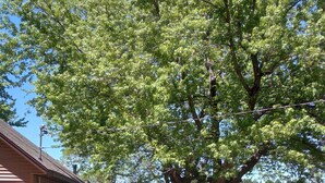 Una casa con porche cubierto, césped y un árbol grande.