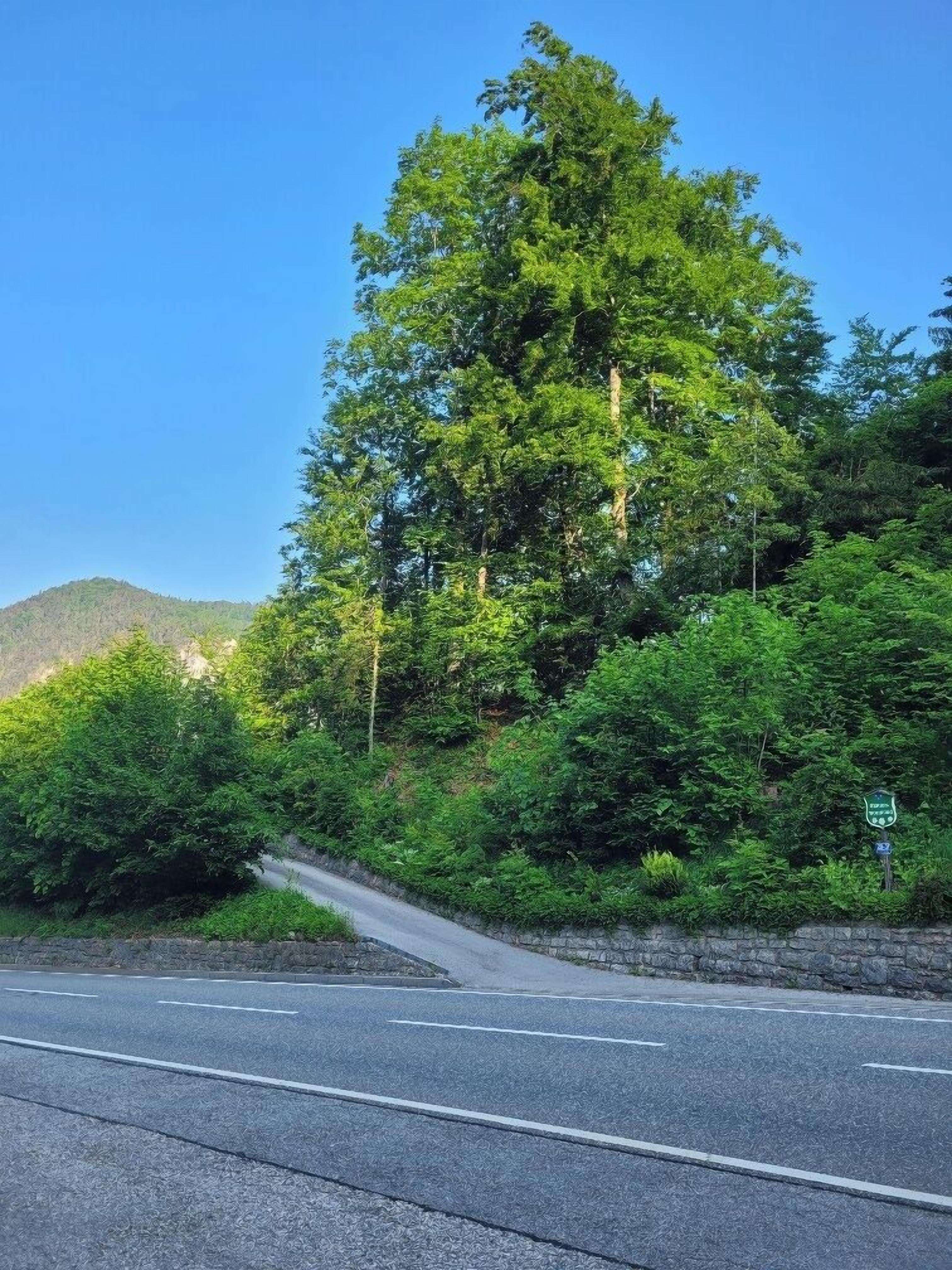 Une route sinueuse traverse une zone boisée, bordée d’un côté par un mur de pierres et surplombée d’un ciel bleu dégagé.