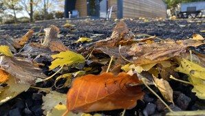 A modern, curved building with a wooden exterior and a glass door, surrounded by autumn leaves on the ground. - Glampods - 5 Berth Glamping Pod Elgin (Elgin)
