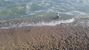 A beach with a dog near the water's edge. - Argenta Caleta Apartaments (Peniscola)