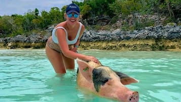 A woman in a swimsuit and cap interacting with a pig in clear turquoise water.