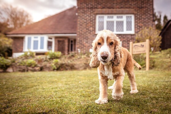 Property grounds - Idyllic Country Cottage Green Pastures (East Dean)