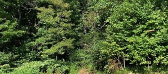 Serenity and Seclusion in Roan Mountain, TN 