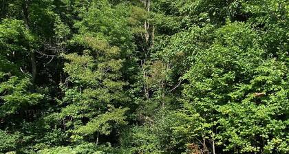 Serenity and Seclusion in Roan Mountain, TN