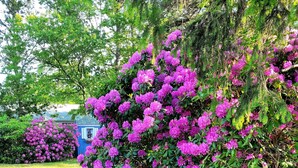 A garden with vibrant purple flowers and a blue building in the background. - 2 bedroom ranch 1 bath situated in West Yarmouth (Yarmouth)