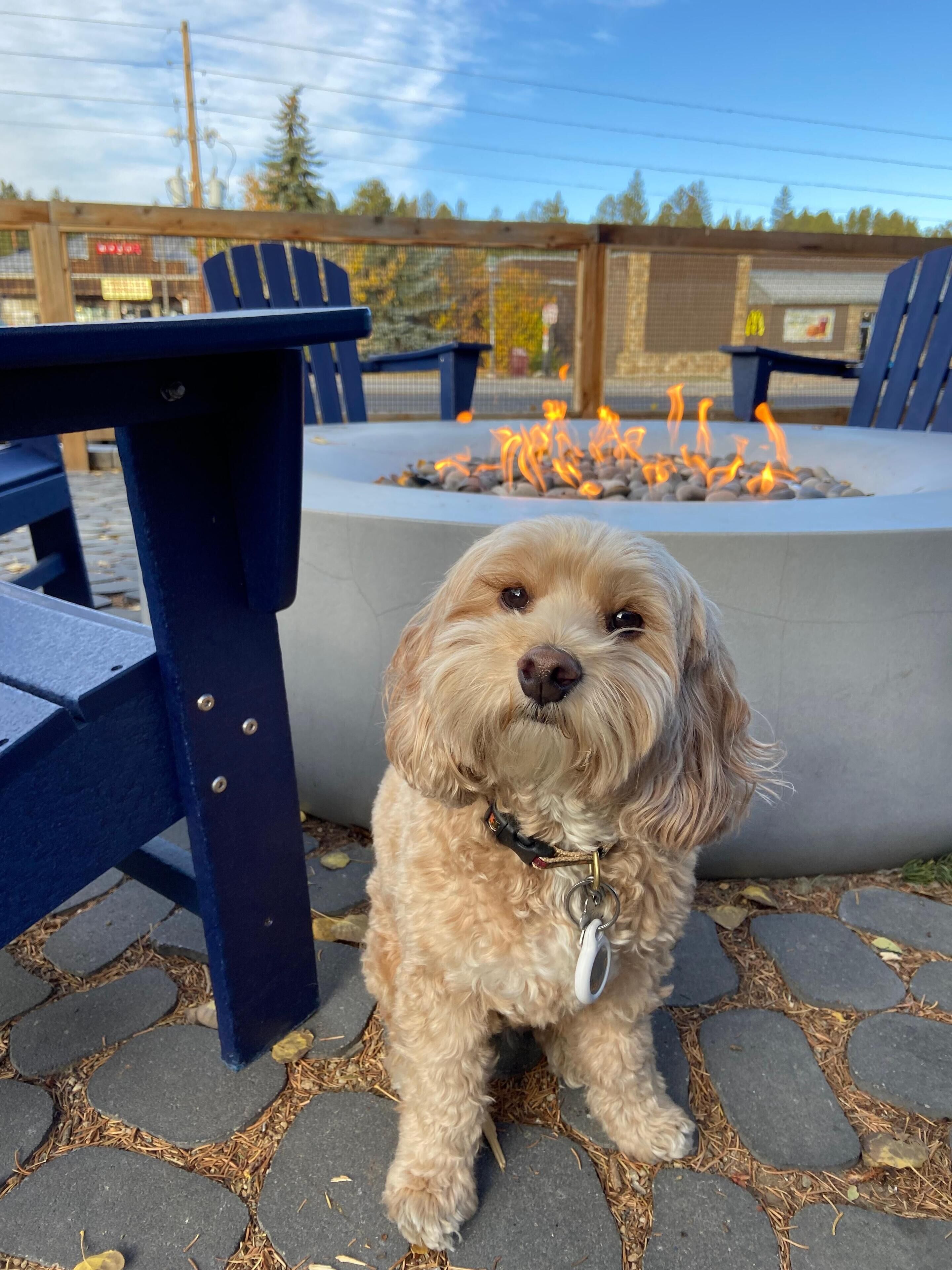 A small dog sitting in front of a fire pit with a blue table and chairs in the background.