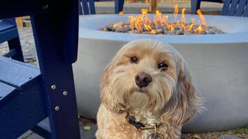 A small dog sitting in front of a fire pit with a blue table and chairs in the background.
