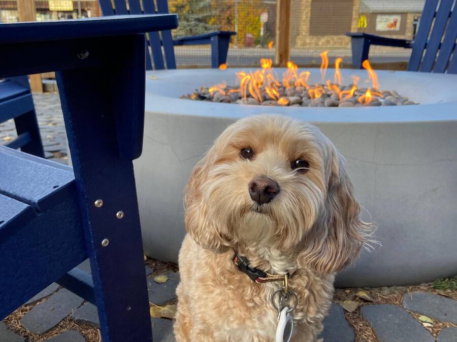 A small dog sitting in front of a fire pit with a blue table and chairs in the background.