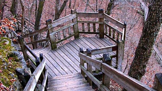 Un escalier en bois mène à un banc entouré d’arbres.