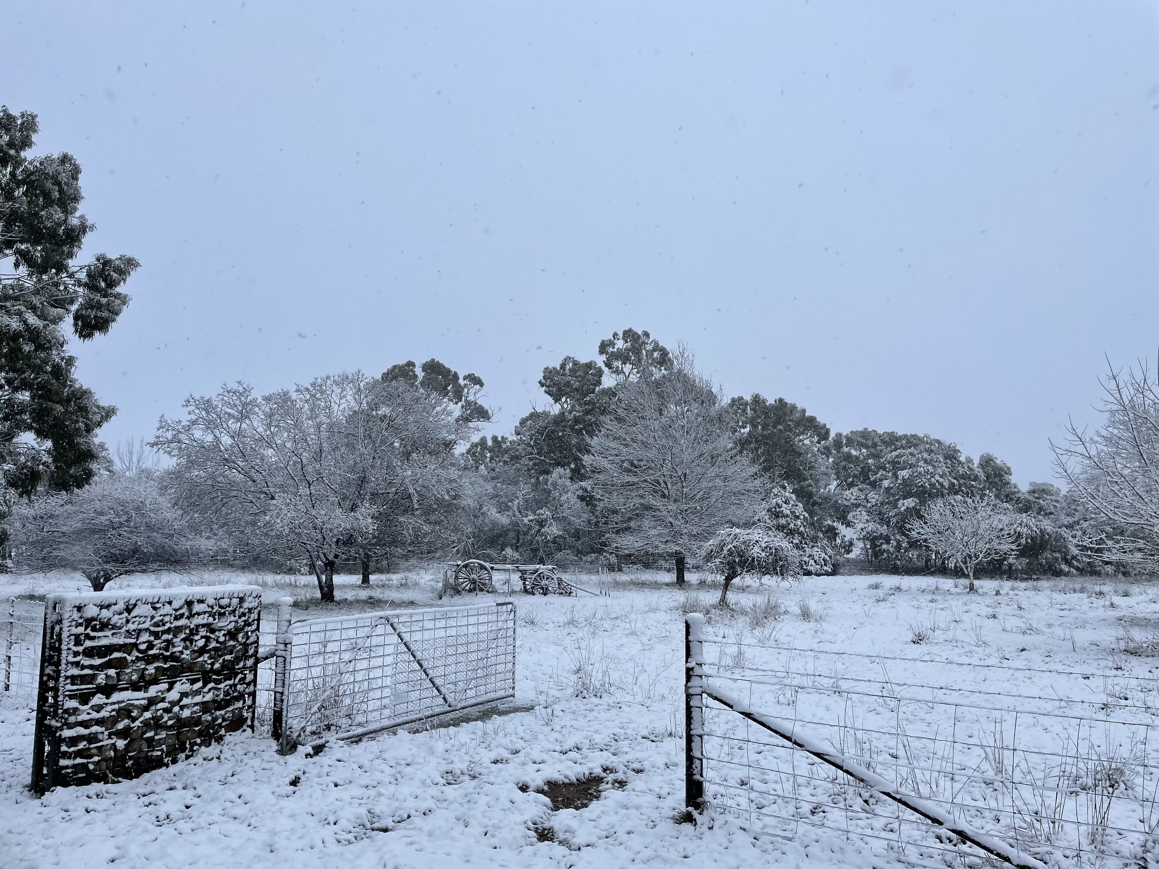 A snowy landscape with a gate and fence, trees, and a clear sky.