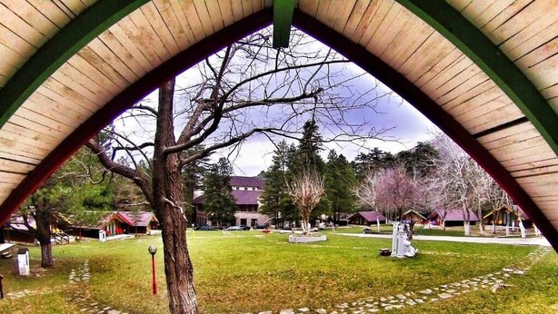 A covered outdoor area with a stone pathway, a central tree, and a building in the background. - Llogora Tourist Village (Orikum)