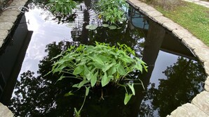 A pond with water plants, surrounded by stone borders, in a residential area with houses and a glass building. - Lakeside Fee-lings on Strawberry Lake kayaks Included or bring boat with you. (Lakeland)