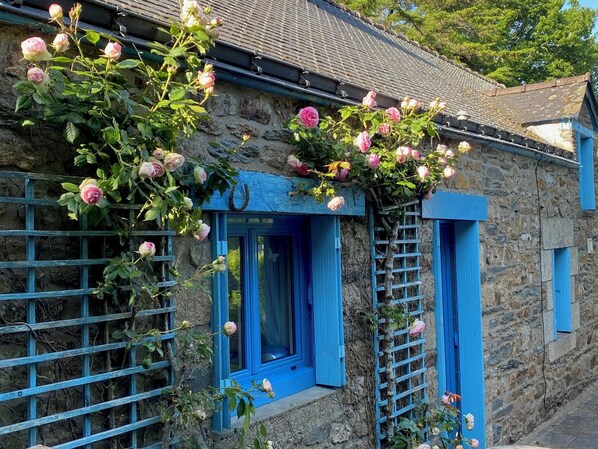 Ein Steinhaus mit blauen Fensterrahmen und einer Kletterrose, die die Wand emporwächst.