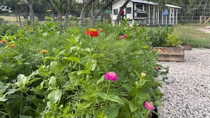 Un jardín con diversas plantas y flores, una pequeña estructura de madera y un área cercada con árboles al fondo.