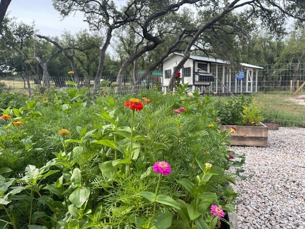 A garden area with various plants and flowers, a small wooden structure, and a fenced area with trees in the background.