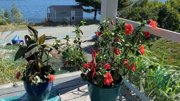 A wooden deck with potted plants and a view of a lake and a small building in the background.