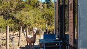 Una llama de pie cerca de una estructura de madera con una puerta metálica y una pequeña mesa.