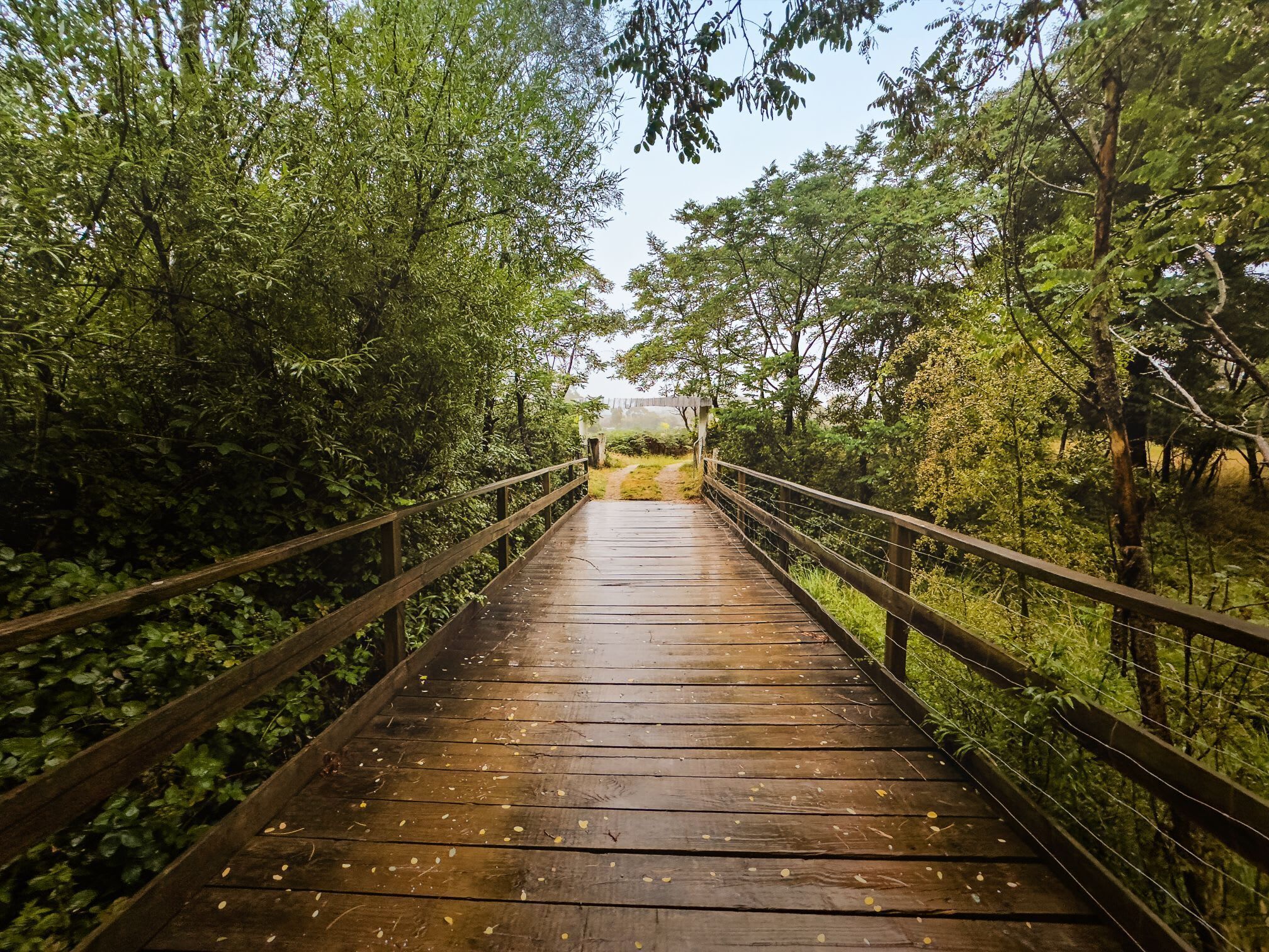 Un puente de madera con barandillas, rodeado de abundante vegetación.