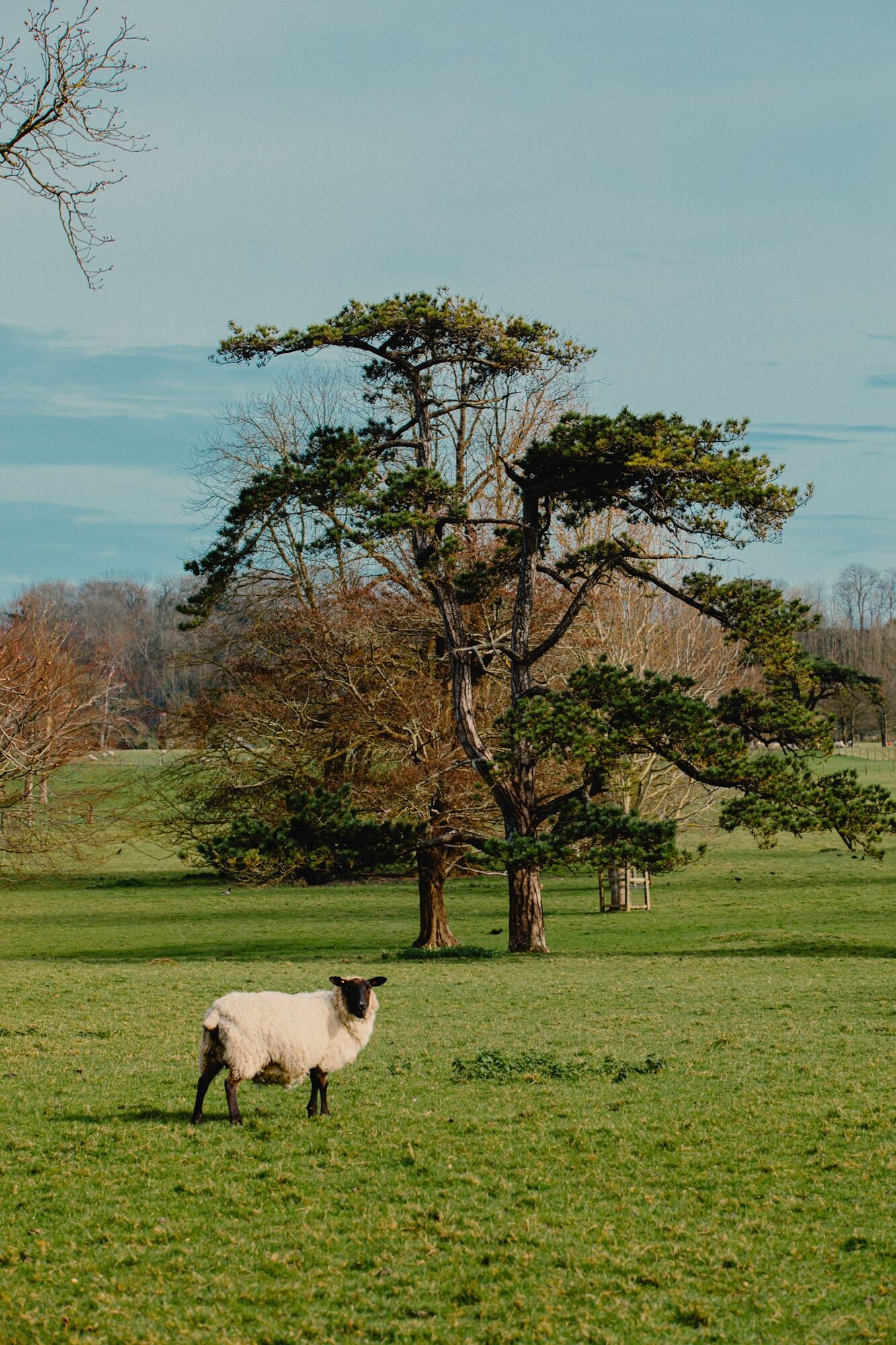 A grassy field with a single sheep and a large tree.