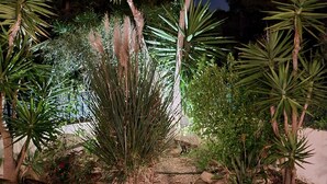 Un jardin avec différentes sortes de plantes et un mur en pierre.