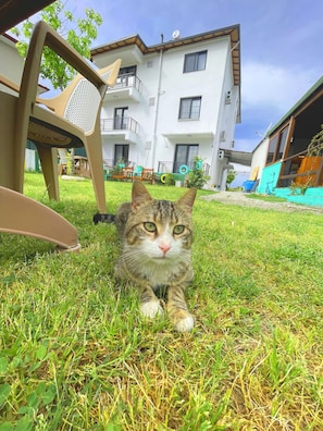 Vue sur le jardin