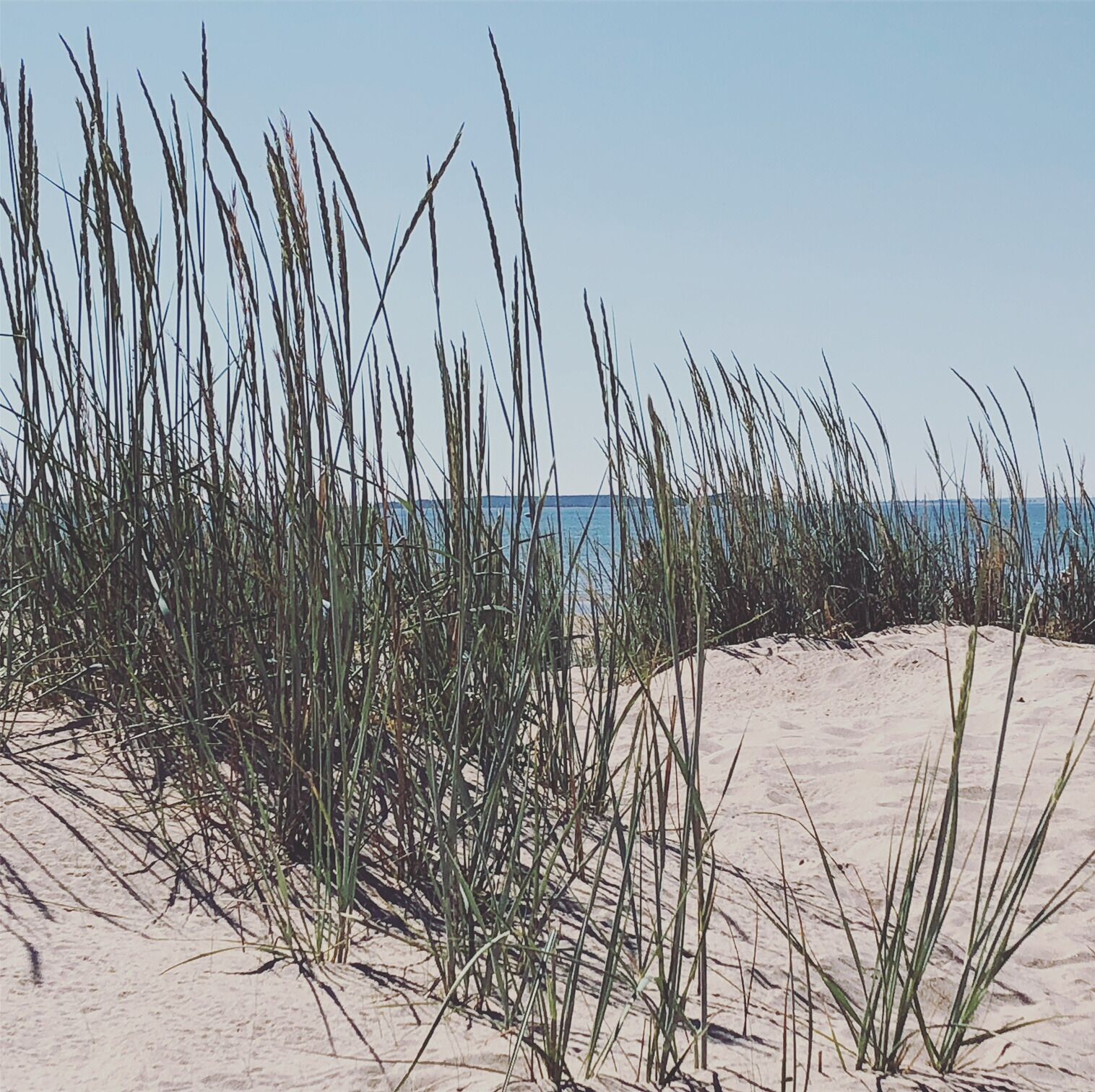 Ein Sandstrand mit hohem Gras im Vordergrund und einem strahlend blauen Himmel.