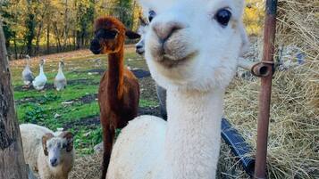 Enceinte de lâhĂ©bergement