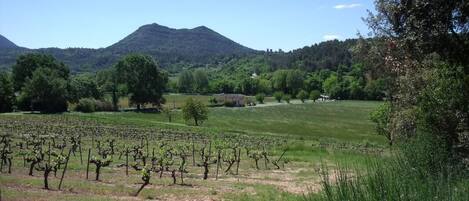 A vineyard with rows of grapevines, a mountain in the background, and a clear sky.