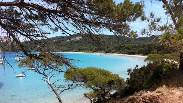 Eine Küstenlandschaft mit klarem türkisblauem Wasser, einem Sandstrand und Kiefern.