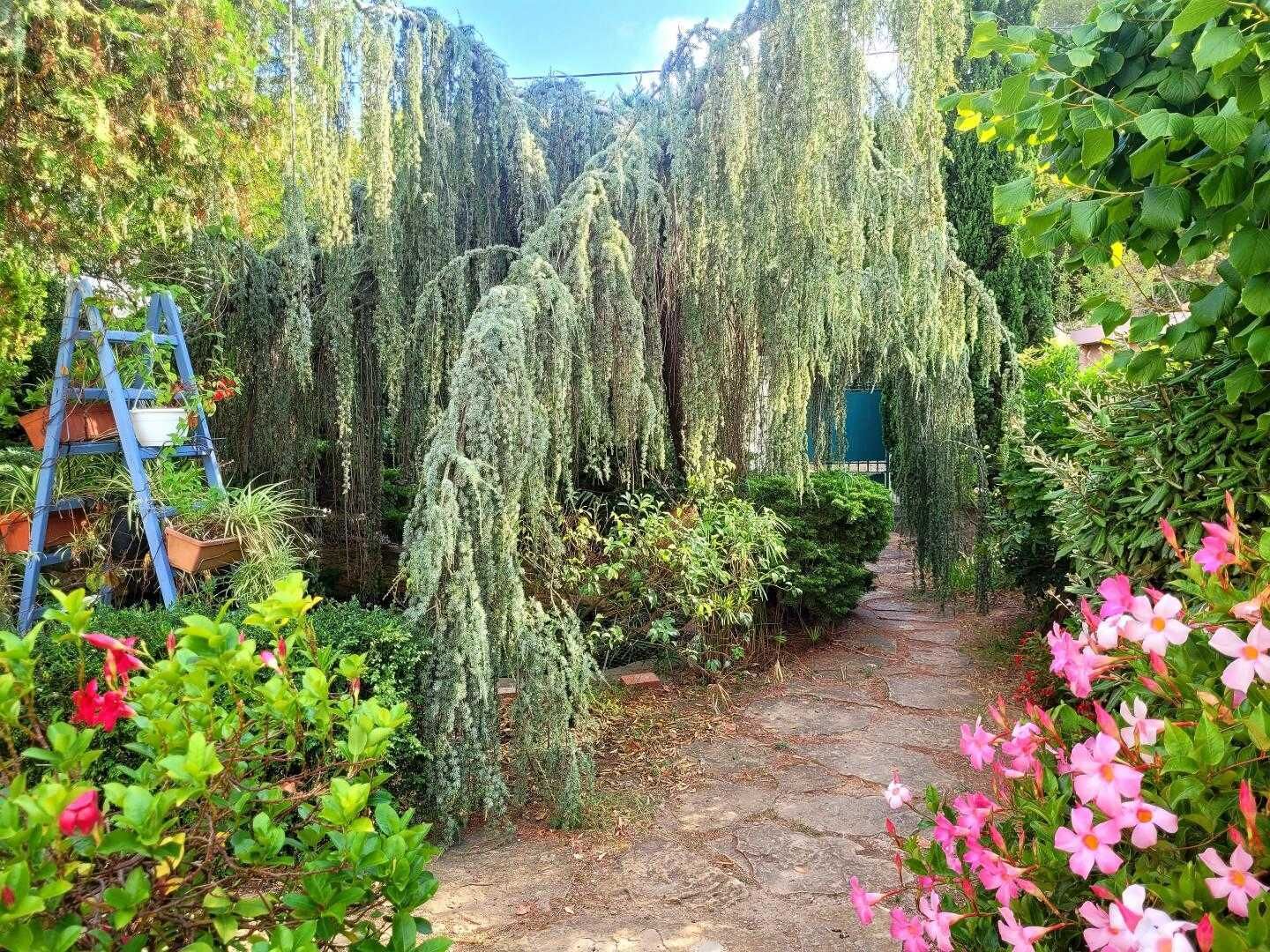 A garden pathway with weeping willow trees, a blue ladder, and pink flowers.