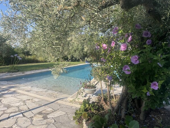 A swimming pool with stone tiles, surrounded by greenery and flowering plants.