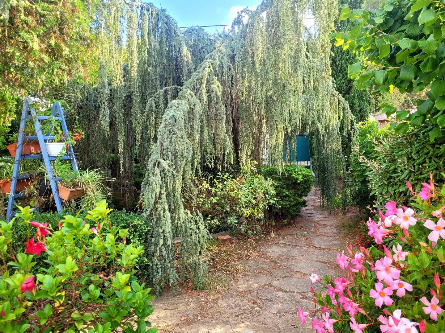 Un chemin de pierres dans un jardin où poussent des saules pleureurs, avec une échelle bleue et des fleurs roses.