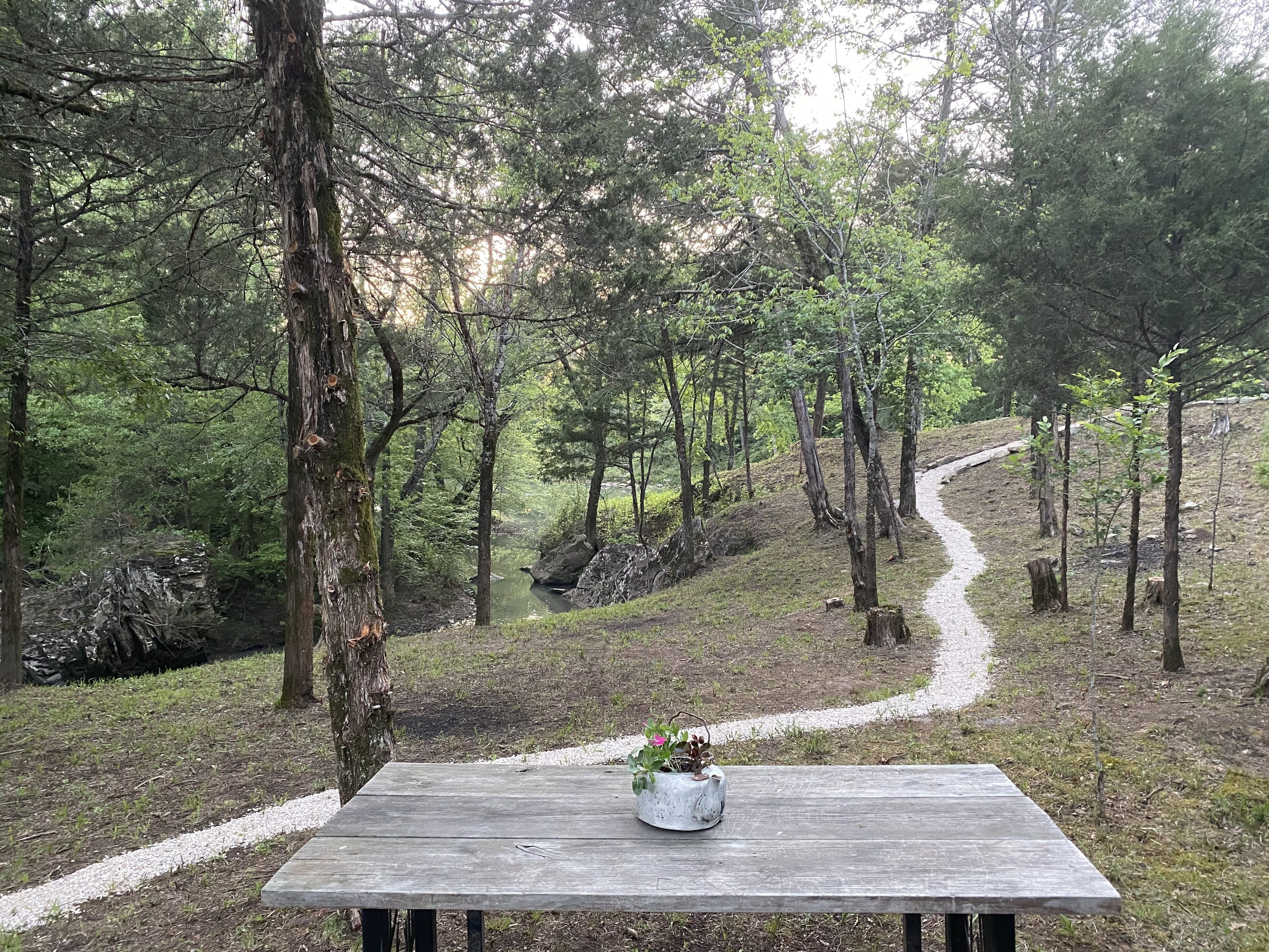 Une table de pique-nique en bois, sur laquelle est posée une plante en pot dans un pot blanc, entourée d’une zone boisée avec un sentier de gravier.