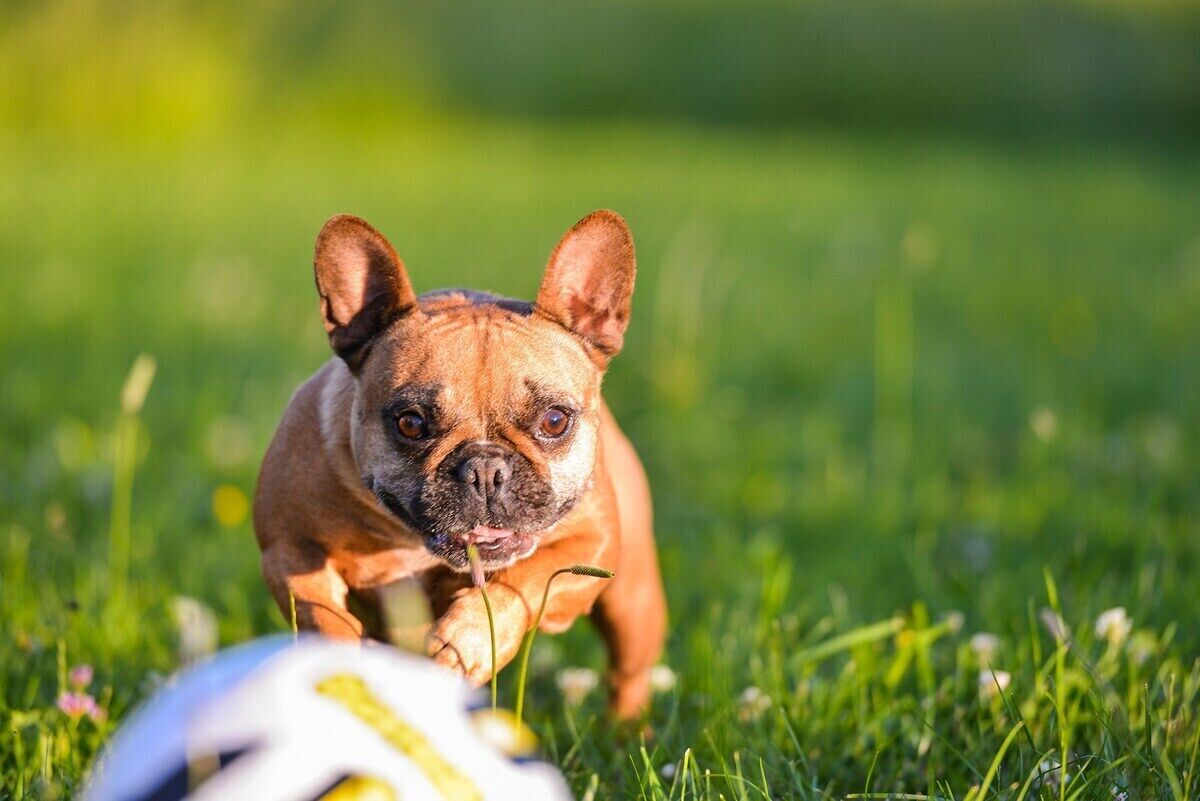 A small brown dog with large ears playing with a ball on grass.