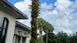 A palm tree with clusters of green fruits in front of a building with a white facade and a brown roof. - Family vacation w/ Private Pool/Spa close to Disney,Parks & Golf (Champions gate)