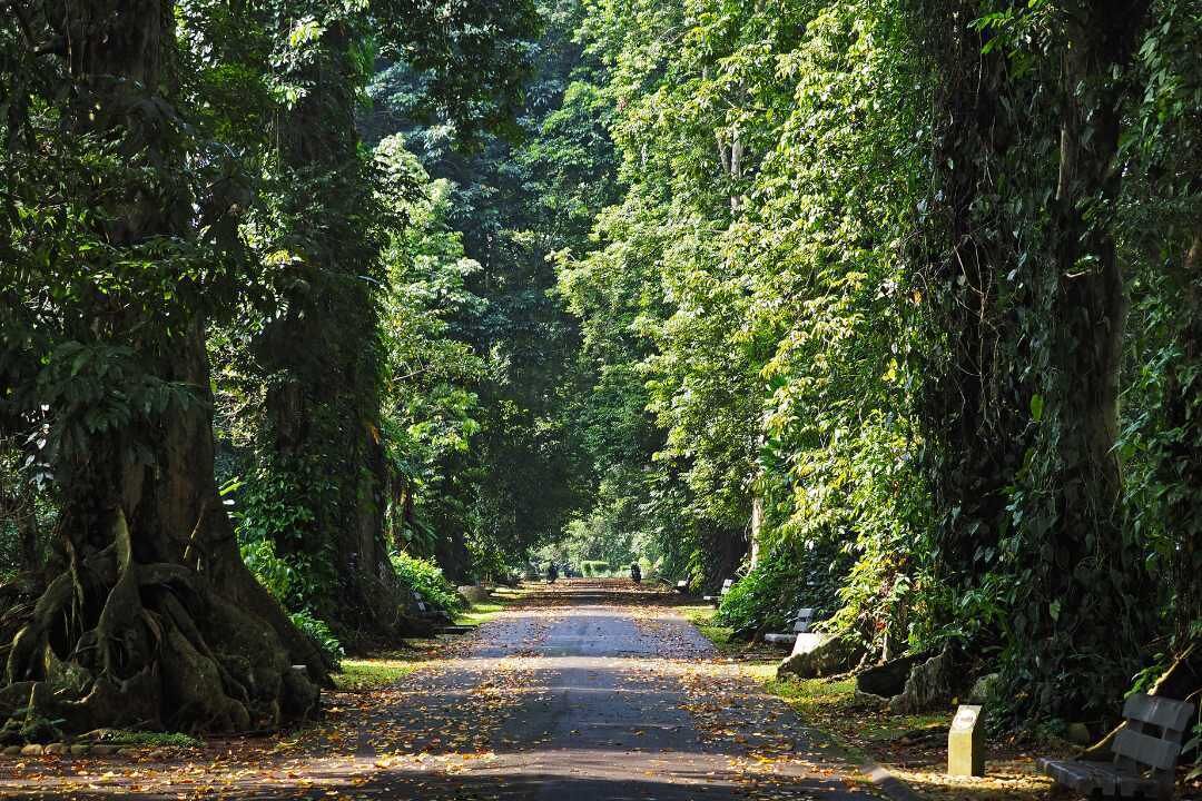 Una carretera bordeada por follaje denso y árboles grandes, que se adentra en una zona boscosa.