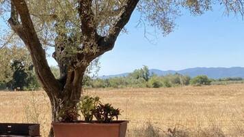 Vila | Halaman properti