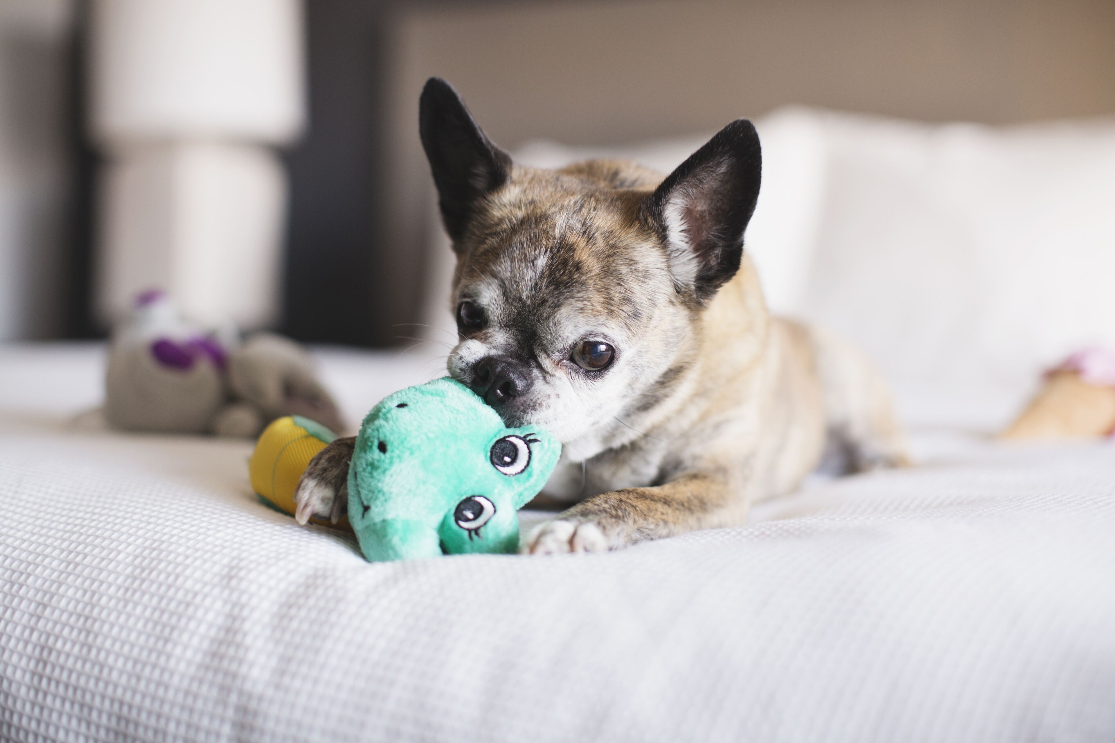 A dog lying on a bed with a toy.