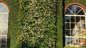 A building with a brick facade, a large window with a grid pattern, and a well-maintained garden with white flowers. - House in Westlake (Austin)