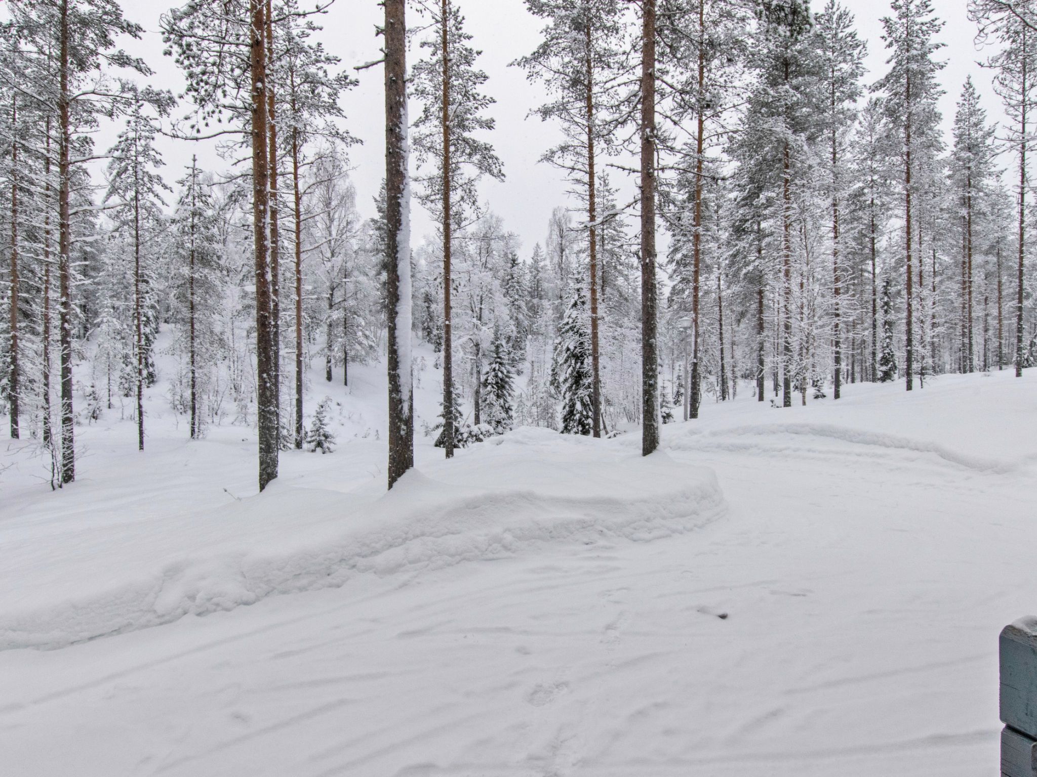Een besneeuwd bos met hoge bomen en een sneeuwbedekte grond.