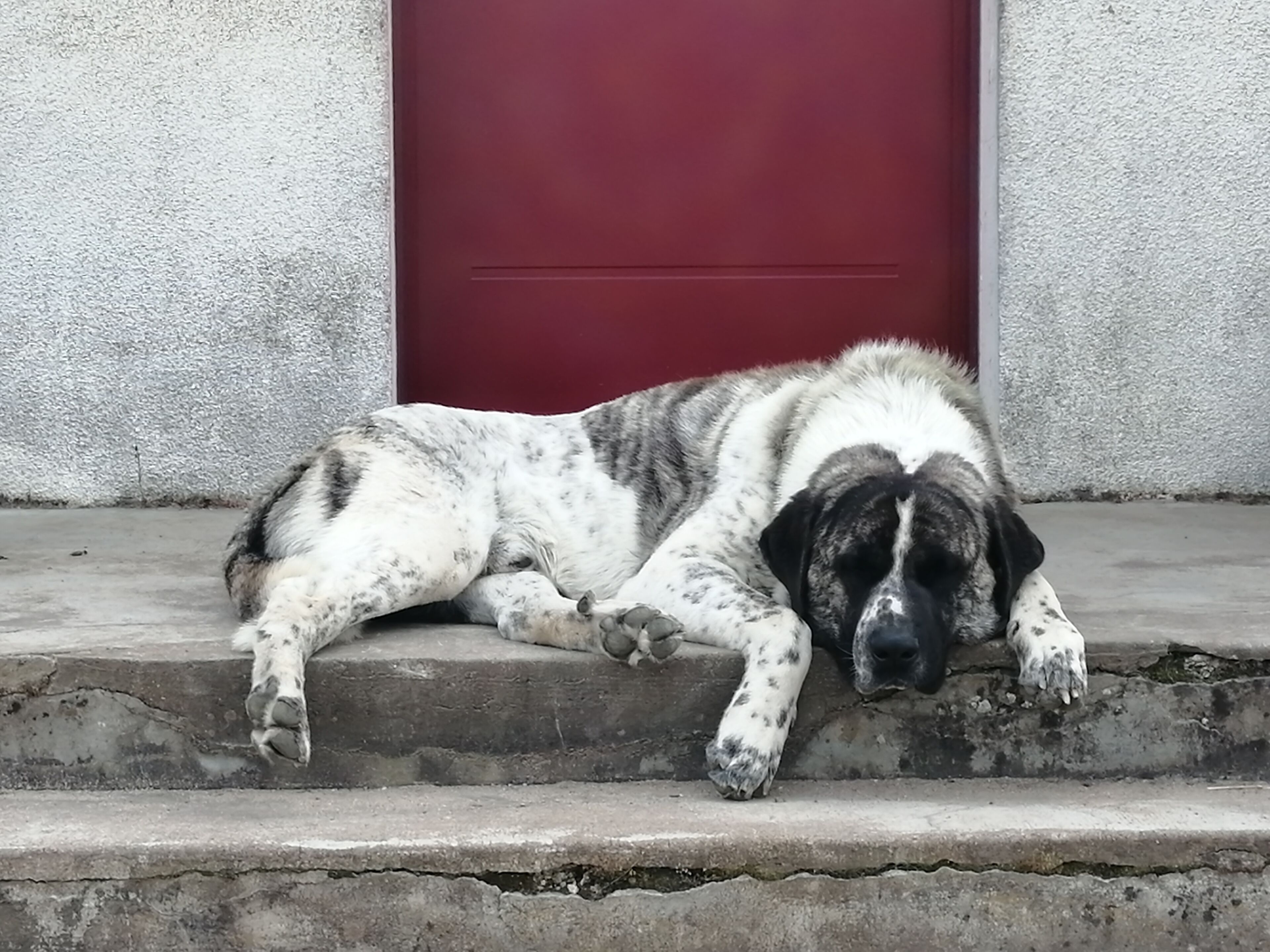 Pet-friendly